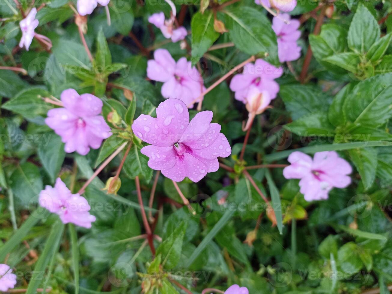 This flower is called the water henna flower or impatiens walleriana flower which is usually planted to decorate the front of the house and is very easy to grow photo