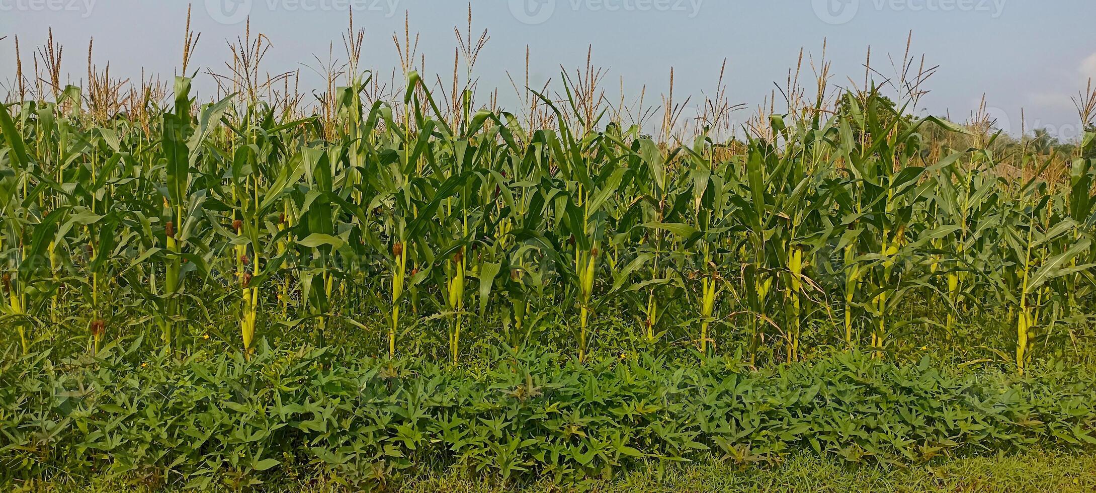 Population of corn plants planted in fields in Magelang, Central Java photo