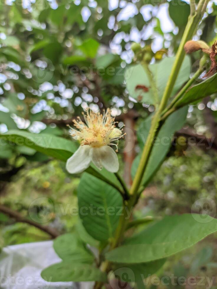 Blurred and out of focus photo of white guava flowers that have bloomed and dried