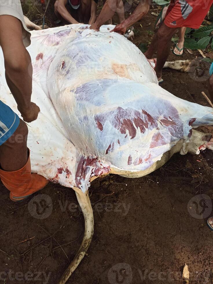 WONOSOBO CENTRAL JAVA INDONESIA JUNE 29 2023 celebrating Eid al-Adha, Asian Muslims are slaughtering cows for sacrifice photo