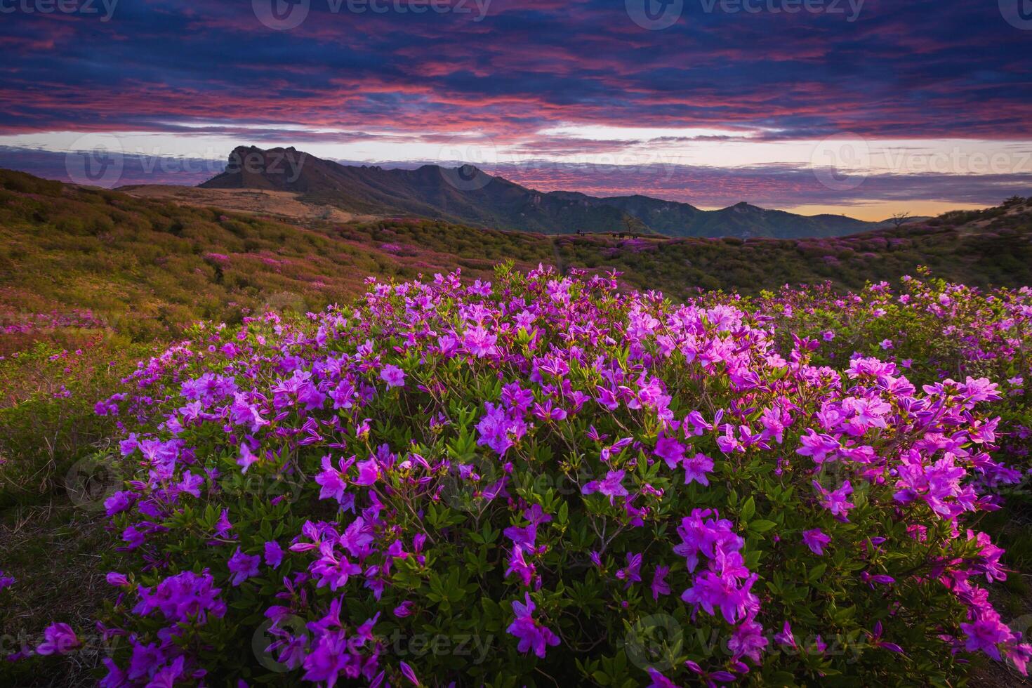spring view of pink azalea flowers at Hwangmaesan Mountain with the background of mountain range near Hapcheon-gun, South Korea. photo