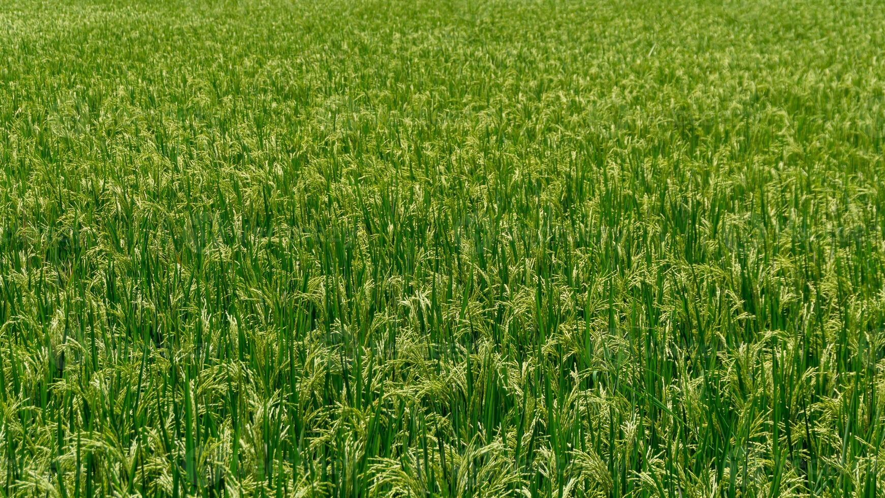 Landscape of paddy rice field at the sunny day. Green rice field at windy day photo