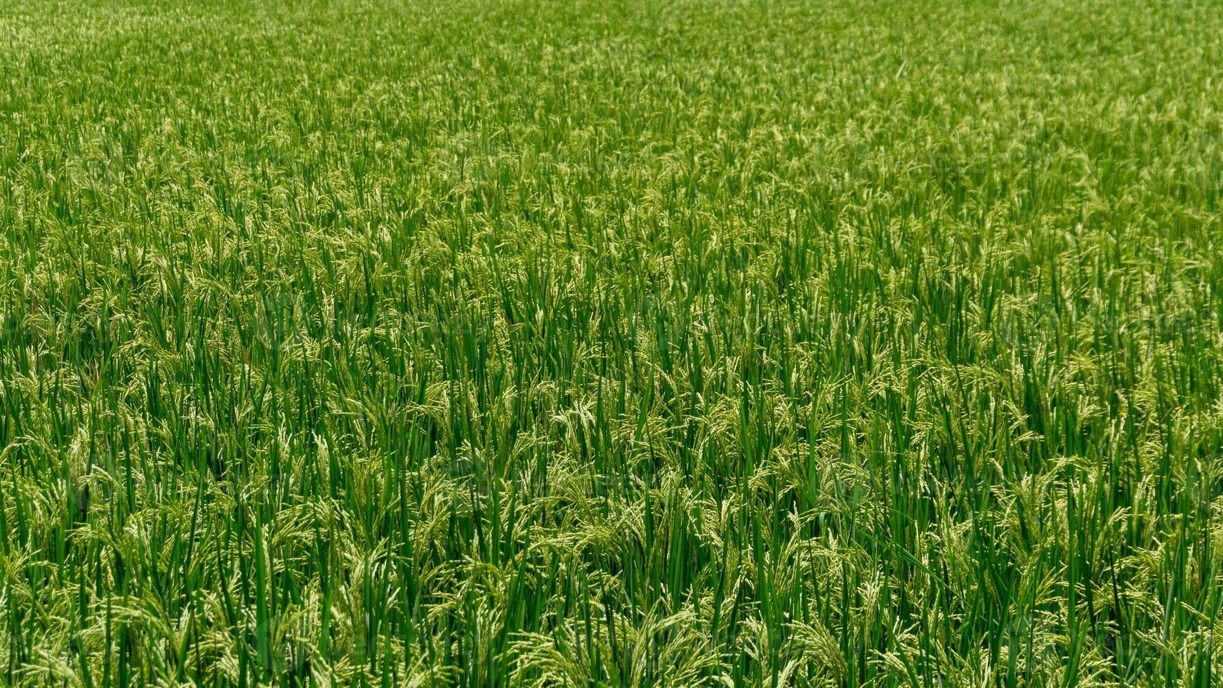 Landscape of paddy rice field at the sunny day. Green rice field at windy day photo