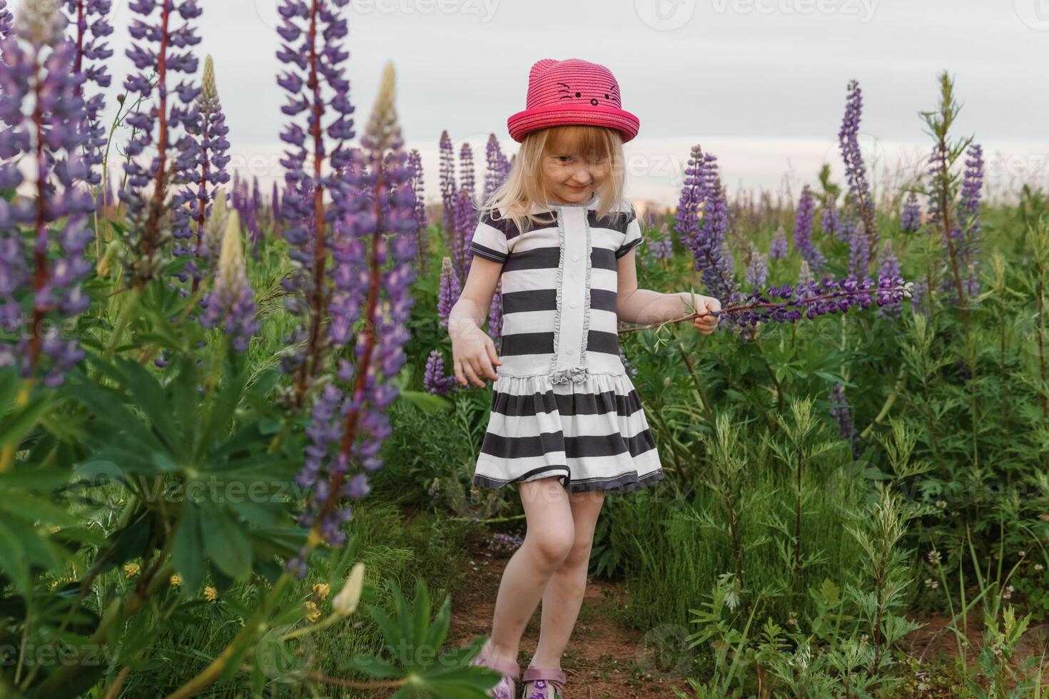 A blonde girl in a field with purple flowers. A little girl in a pink hat is picking flowers in a field. A field with lupines photo