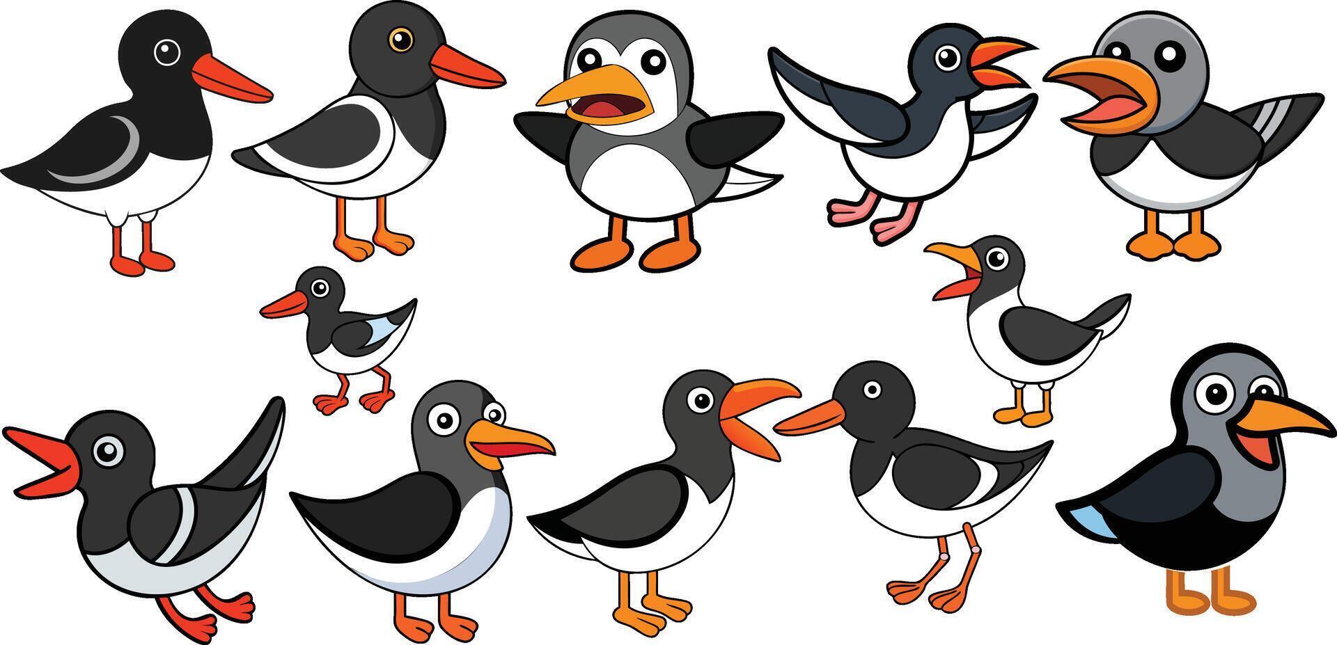 American Oystercatcher Bird design ,animal design vector