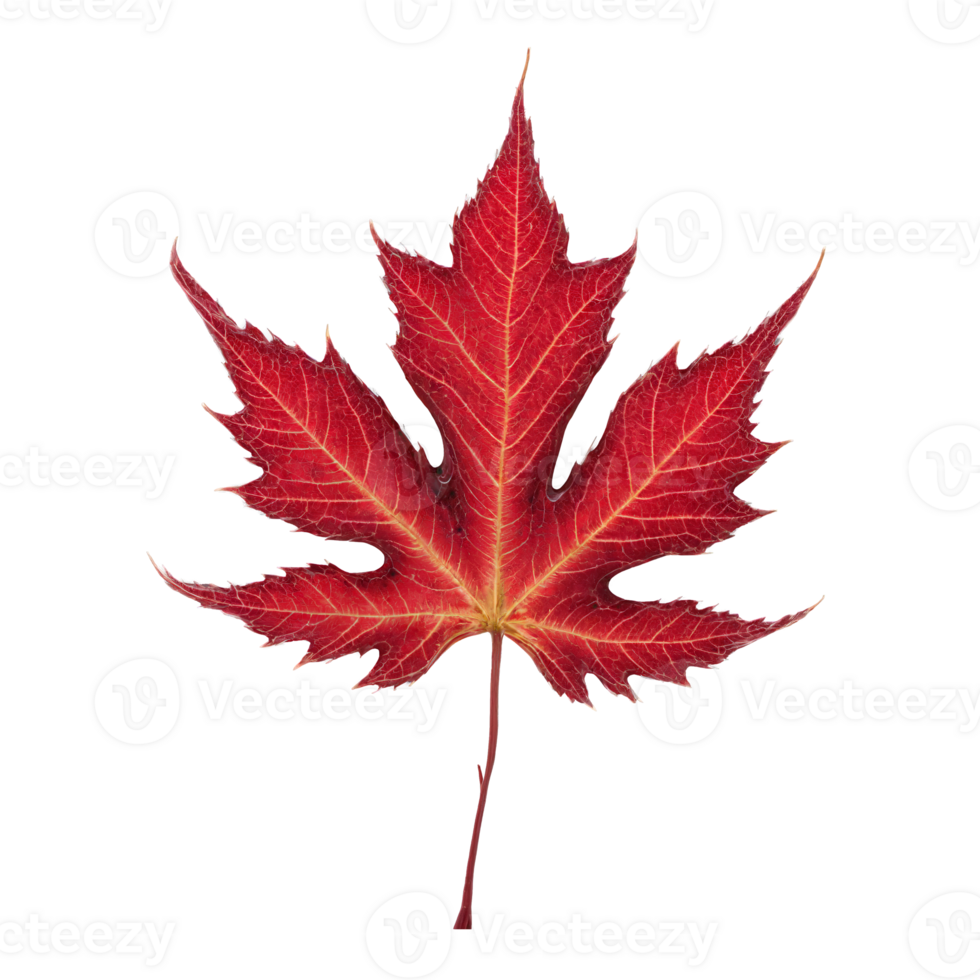 Maple Leaf vibrant red leaf with deep lobes and intricate veins curling at the edges png