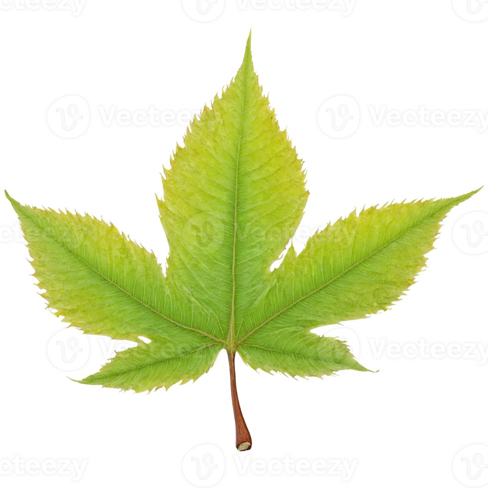 Chestnut Leaf long yellow leaf with pointed teeth and parallel veins slightly twisted Castanea sativa png