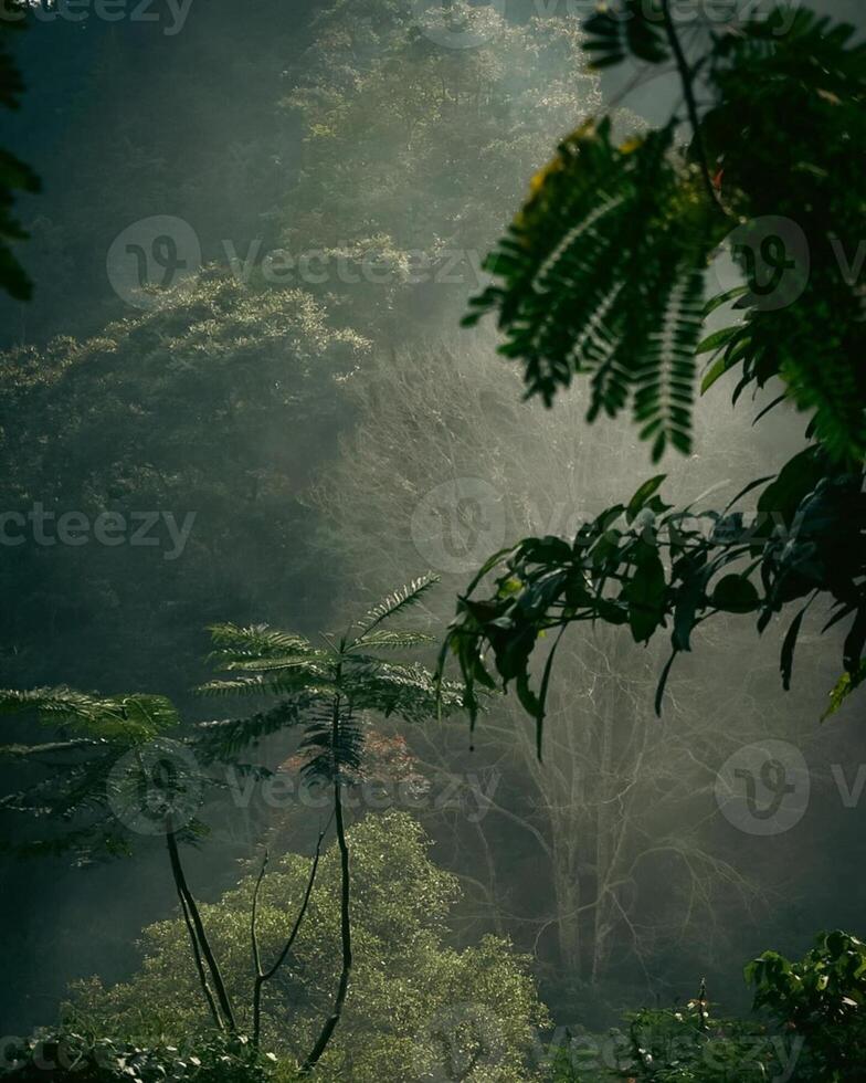 Dense forest photo background