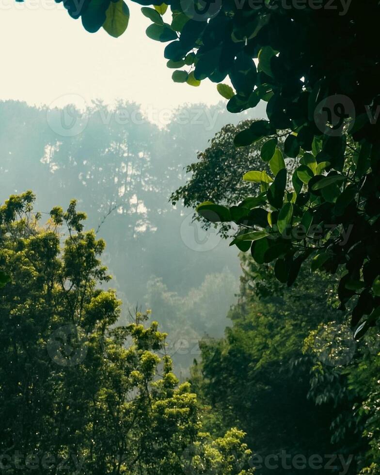 Green florest Background photo