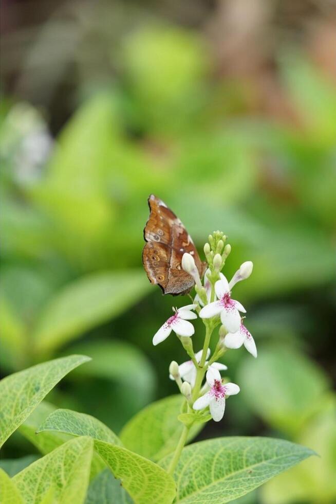 background buterfly in leaf photo
