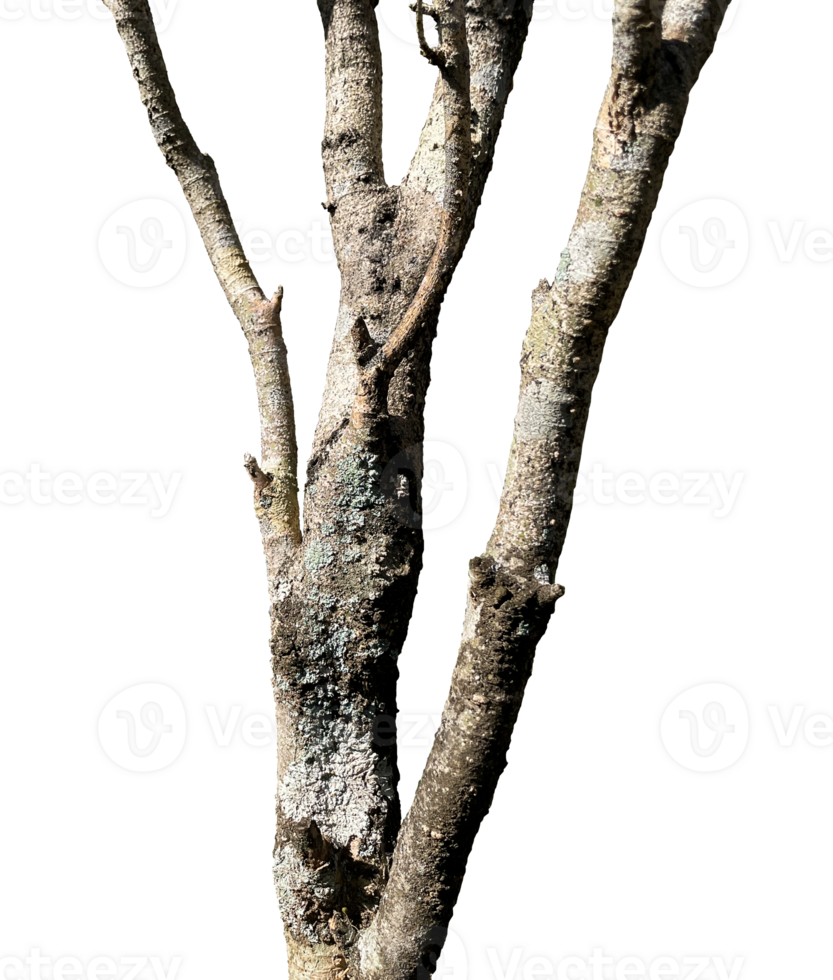 old tree branch without leaf isolated png