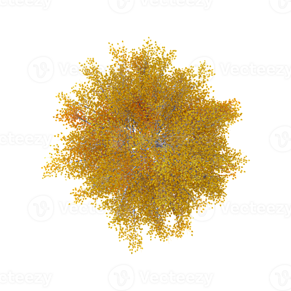 Beautiful Alder isolated on transparent Canvas from top view png