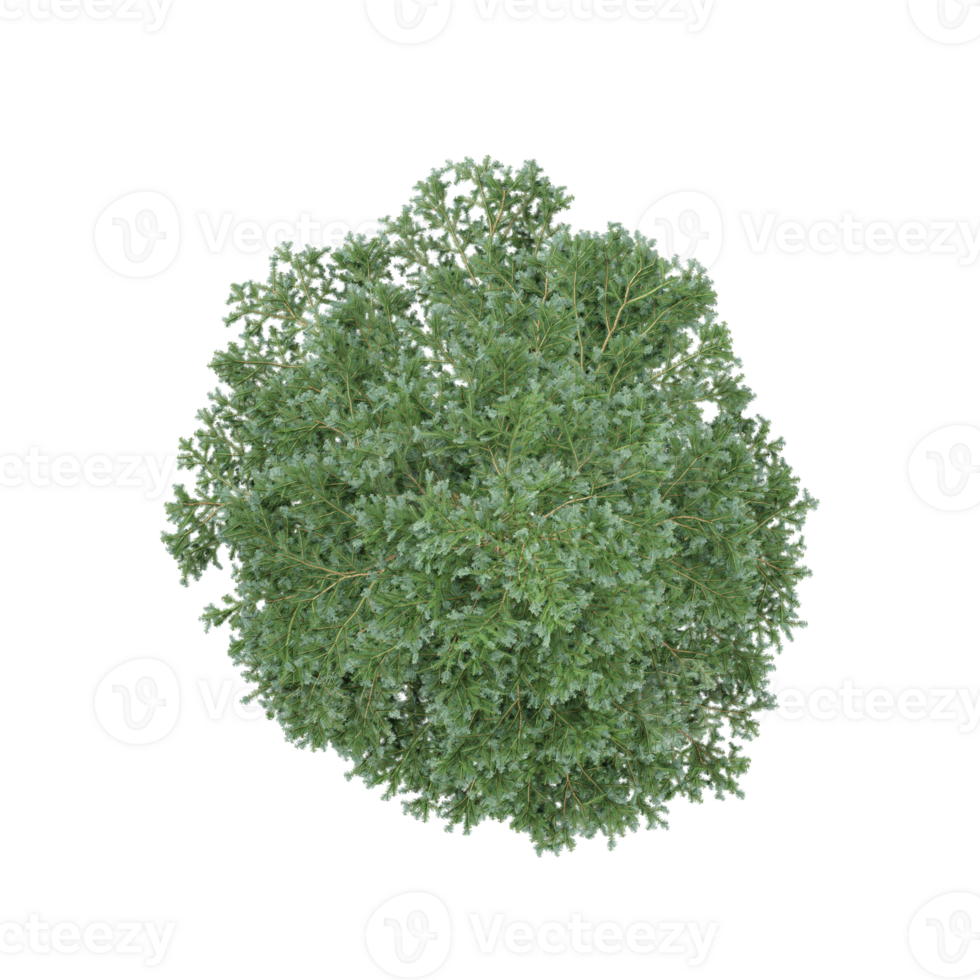 From the top view of Crossostephium isolated on transparent Canvas png
