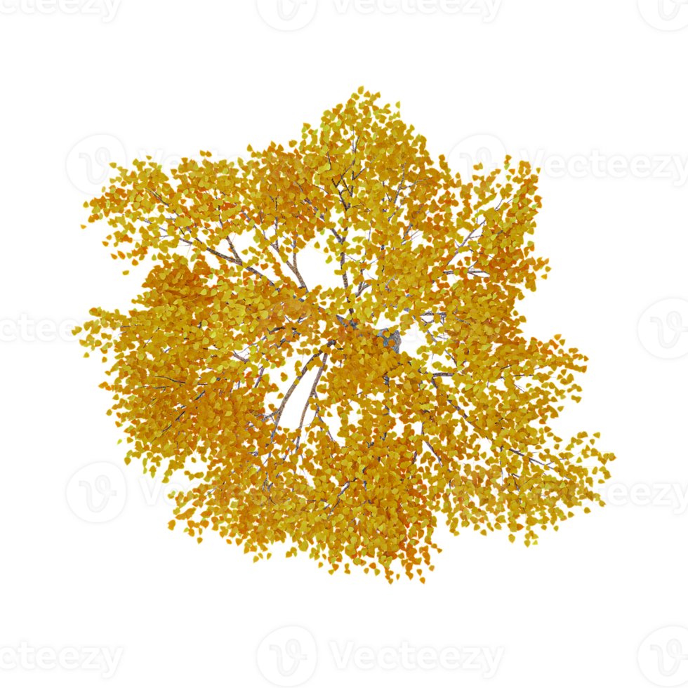 Beautiful Populus sect. Aigeiros isolated on transparent Canvas from top view png