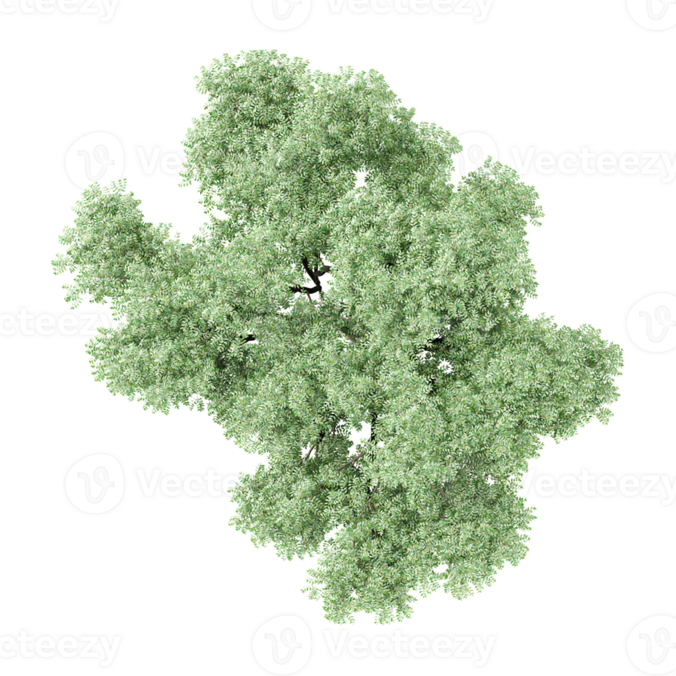 collection of Willow Plant with realistic style png