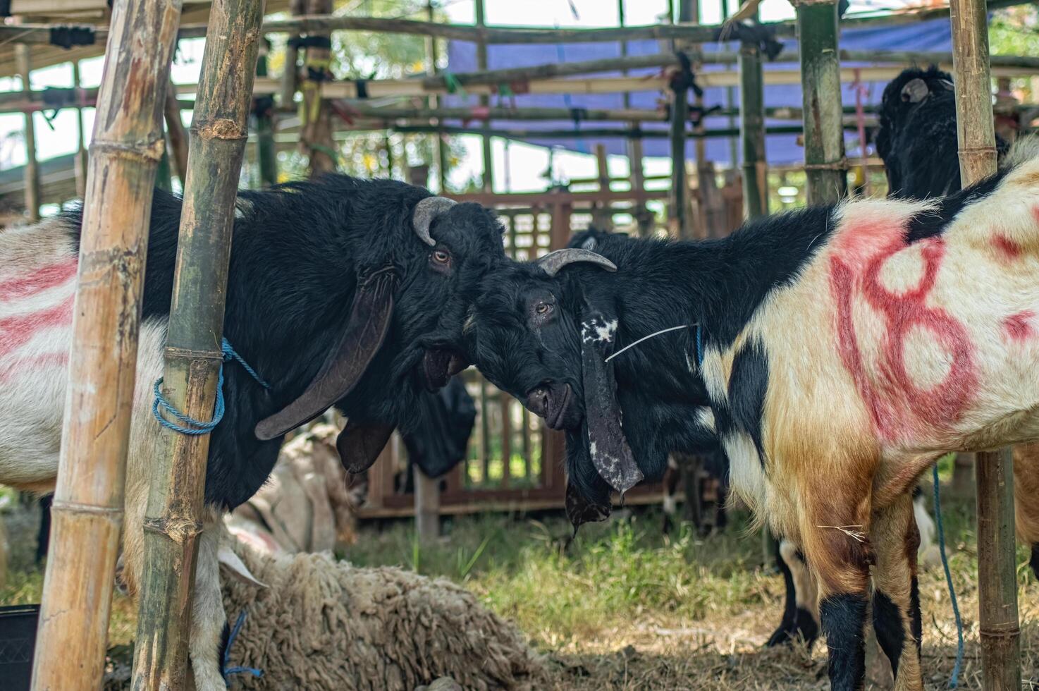 an Etawa goat fighting at a sacrificial animal market or farm photo