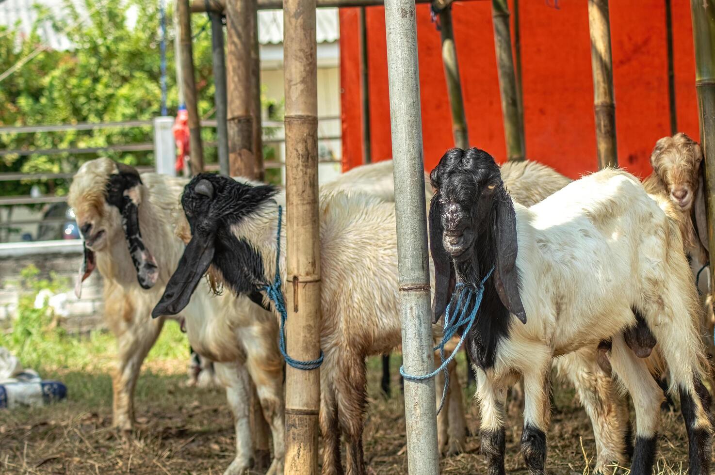 an etawa goat or Capra aegagrus hircus at an animal market or farm. sacrifice for the celebration of Eid al-Adha for Muslims around the world photo