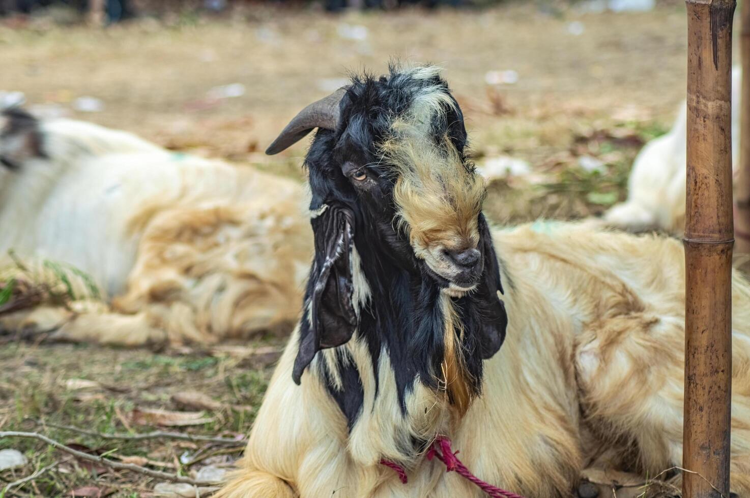 an etawa goat or Capra aegagrus hircus at an animal market or farm. sacrifice for the celebration of Eid al-Adha for Muslims around the world photo
