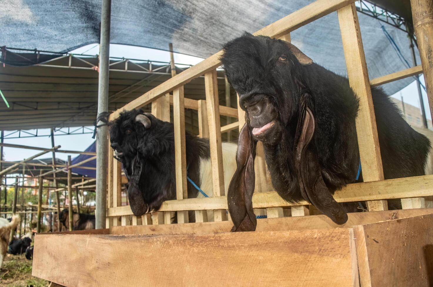 an etawa goat or Capra aegagrus hircus at an animal market or farm. sacrifice for the celebration of Eid al-Adha for Muslims around the world photo