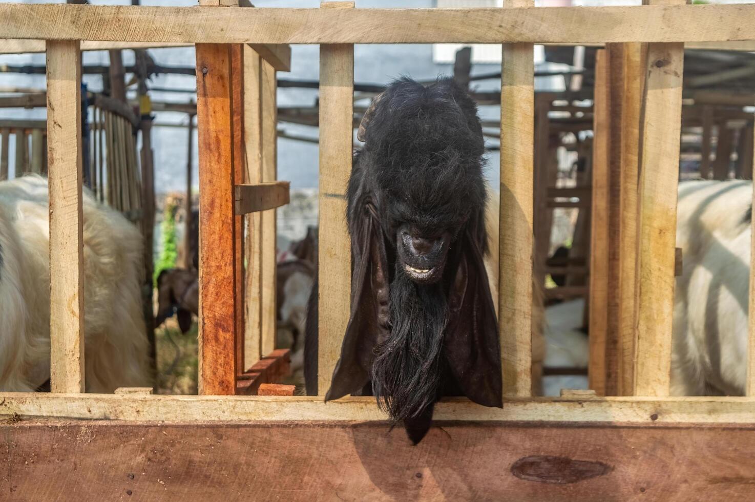 an etawa goat or Capra aegagrus hircus at an animal market or farm. sacrifice for the celebration of Eid al-Adha for Muslims around the world photo