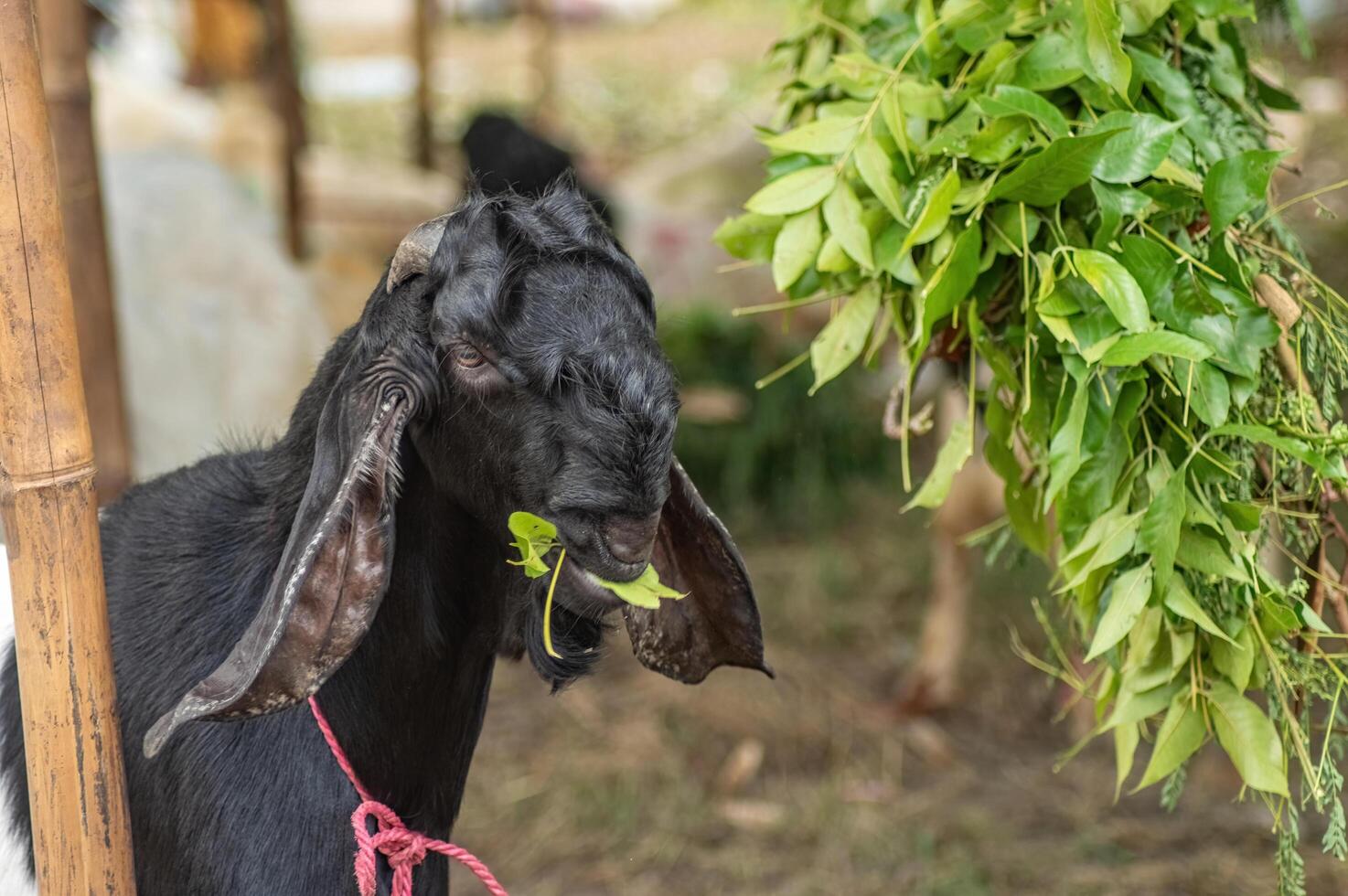 an Etawa goat eating leaves at a sacrificial animal market or farm photo