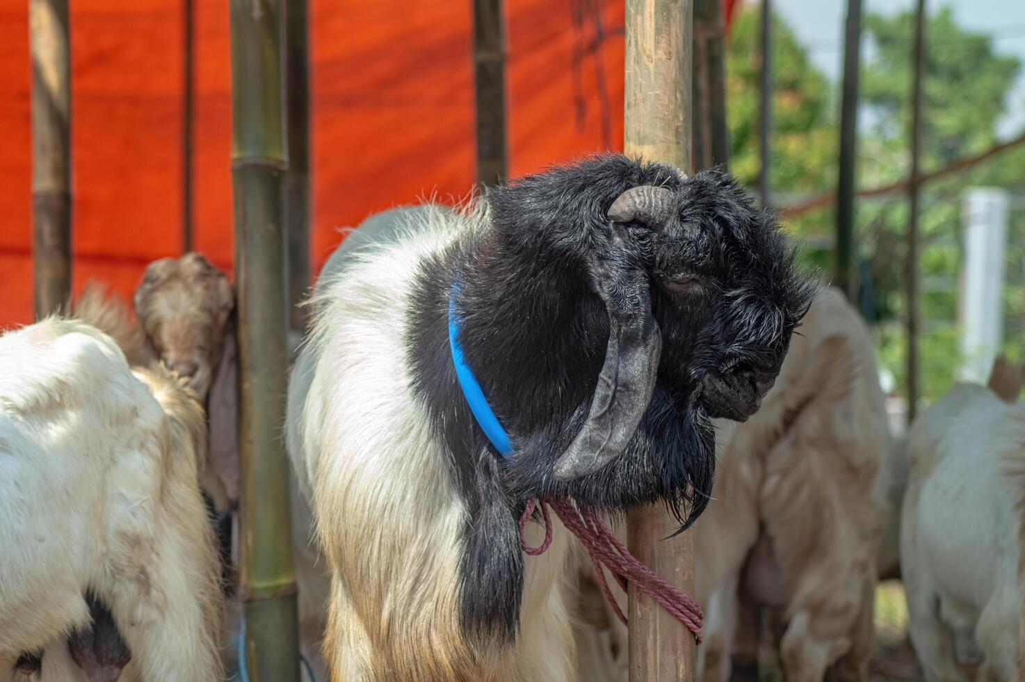 an etawa goat or Capra aegagrus hircus at an animal market or farm. sacrifice for the celebration of Eid al-Adha for Muslims around the world photo
