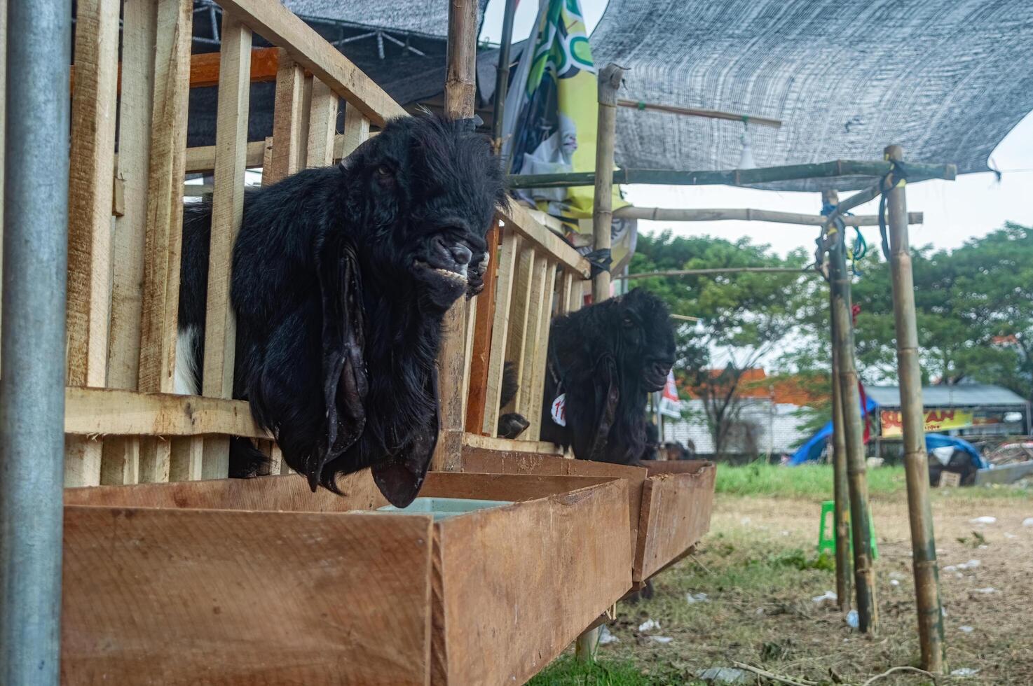 Etawa goats on farms or sacrificial animal markets for the Eid al-Fitr holiday photo