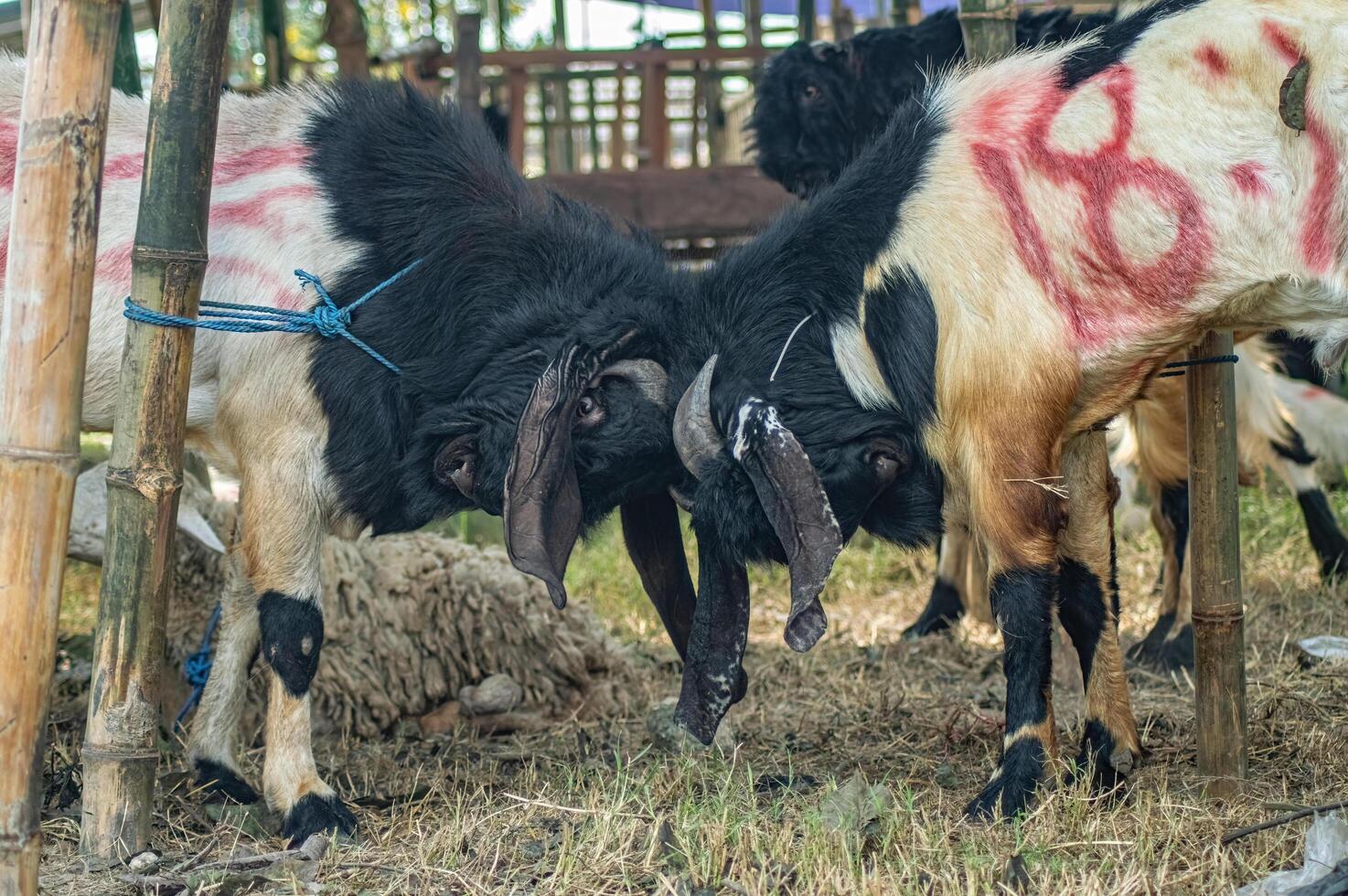 an Etawa goat fighting at a sacrificial animal market or farm photo