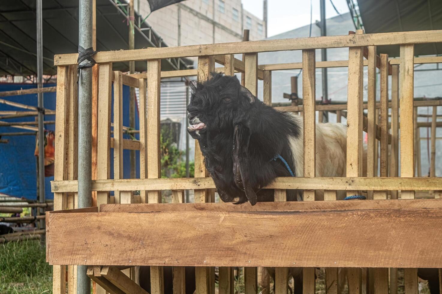 an etawa goat or Capra aegagrus hircus at an animal market or farm. sacrifice for the celebration of Eid al-Adha for Muslims around the world photo