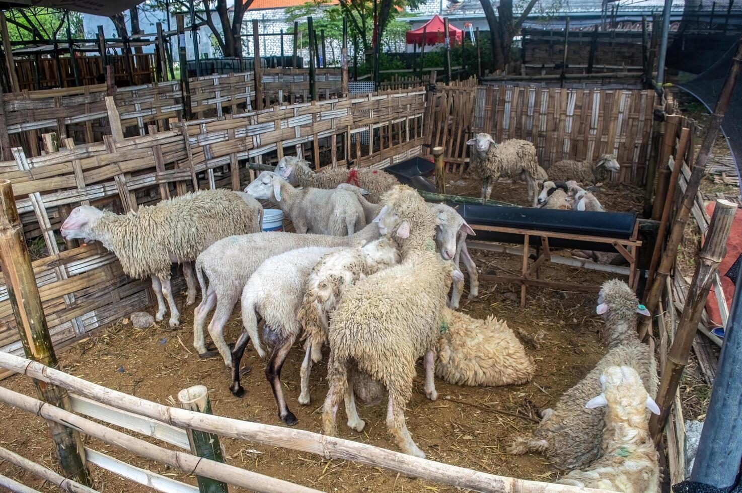 the atmosphere of an animal market or farm filled with lots of goats. sacrifice for the celebration of Eid al-Adha for Muslims around the world photo