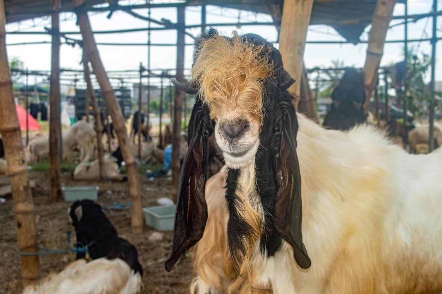 an etawa goat or Capra aegagrus hircus at an animal market or farm. sacrifice for the celebration of Eid al-Adha for Muslims around the world photo