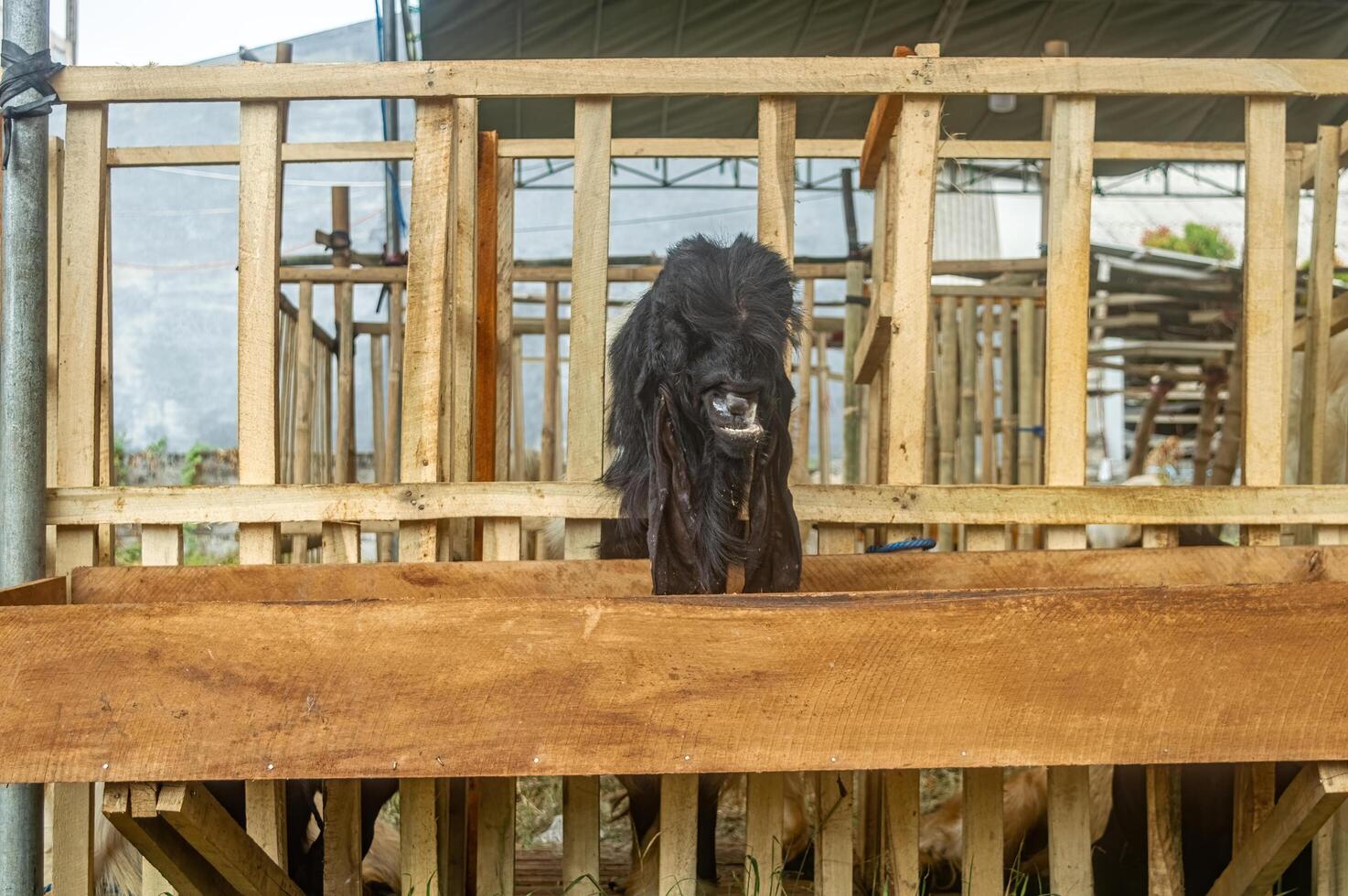 an etawa goat or Capra aegagrus hircus at an animal market or farm. sacrifice for the celebration of Eid al-Adha for Muslims around the world photo