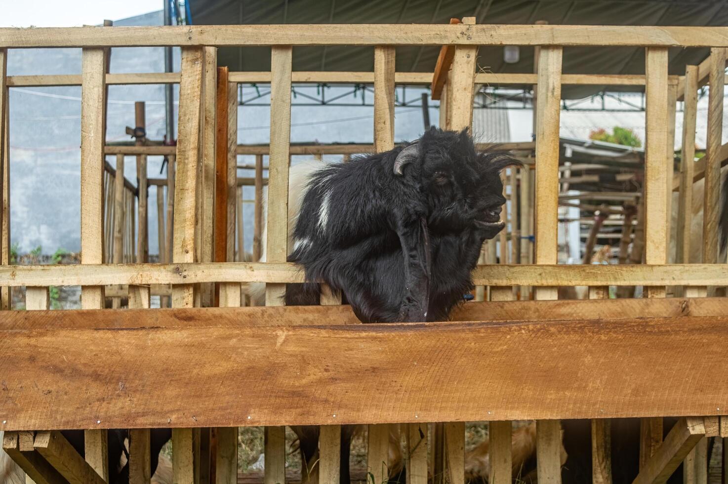 an etawa goat or Capra aegagrus hircus at an animal market or farm. sacrifice for the celebration of Eid al-Adha for Muslims around the world photo