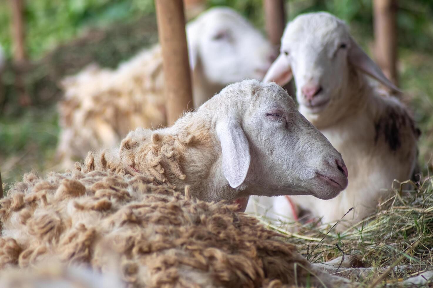 an Samosir goat or Capra aegagrus hircus at an animal market or farm. sacrifice for the celebration of Eid al-Adha for Muslims around the world photo