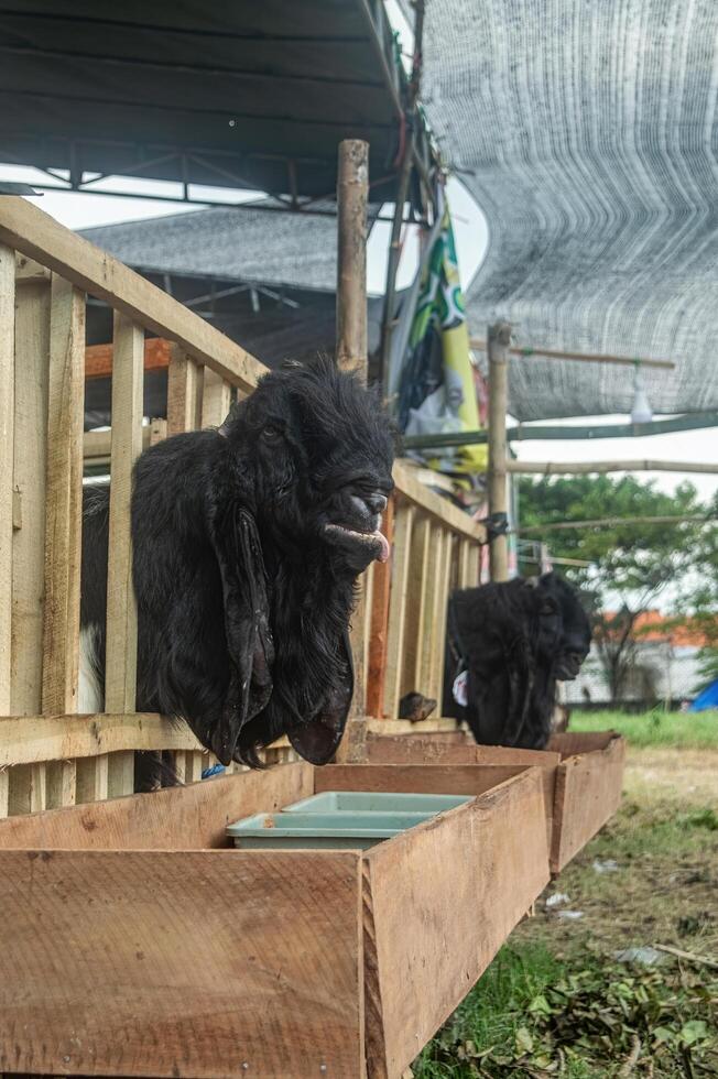Etawa goats on farms or sacrificial animal markets for the Eid al-Fitr holiday photo
