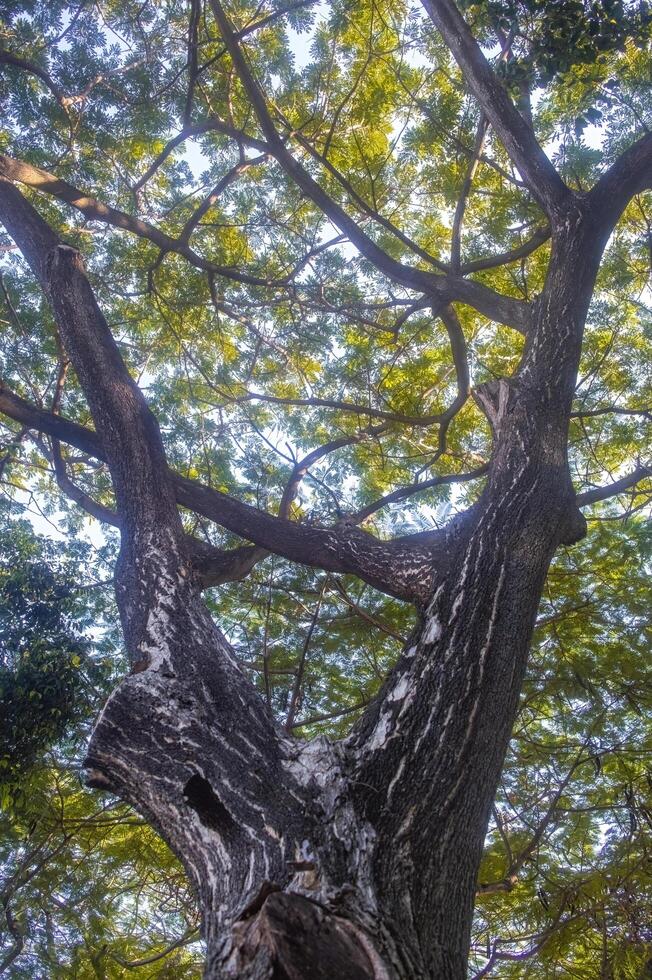 low angle view of a large tree in the middle of a forest or in a national park that is preserved or environmentally conserved photo