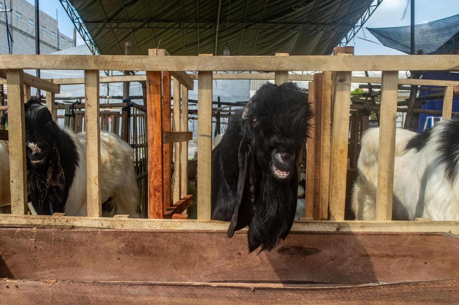 an etawa goat or Capra aegagrus hircus at an animal market or farm. sacrifice for the celebration of Eid al-Adha for Muslims around the world photo