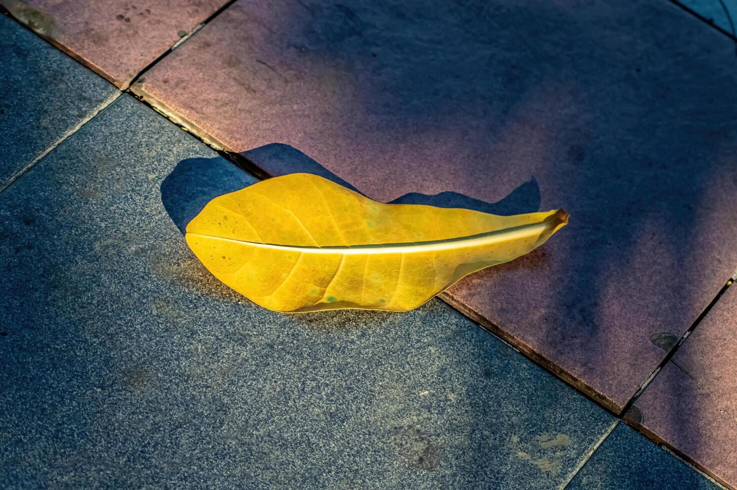 a dry leaf from the barringtonia asiatica or mangrove plant that fell on the floor. suitable for wallpaper or background photo