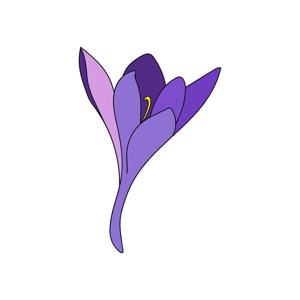 crocus saffron flower single color small linear drawing. Botanical illustration by line vector