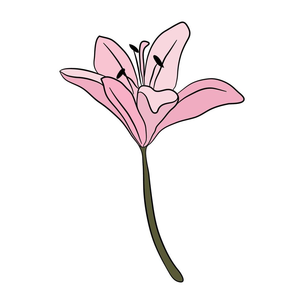 Lily pink simple flower icon. Botanical pattern for cards and invitations vector