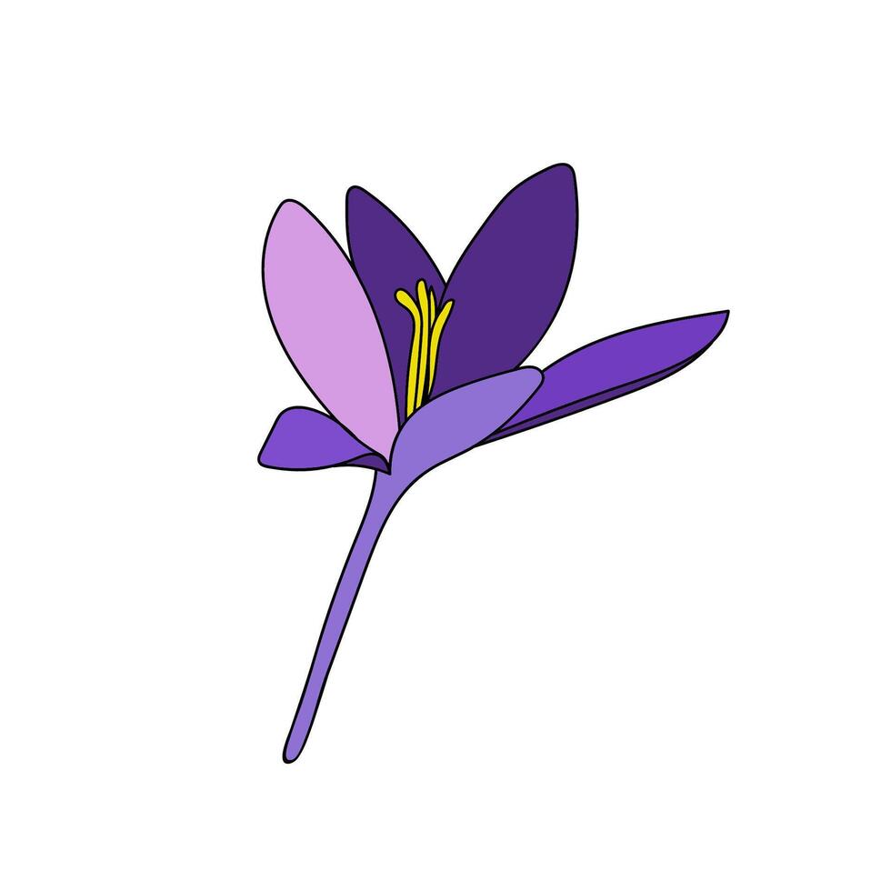 crocus flower head saffron single color flower linear drawing. Botanical illustration by line vector