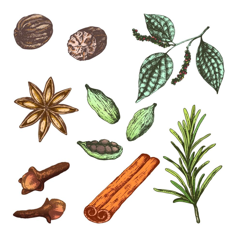 illustration set with spices for mulled wine Merry Christmas. Collection ingredients herbs nutmeg, peppercorn, anise, clove and rosemary and cardamom. Good for cafe and bar and package design vector