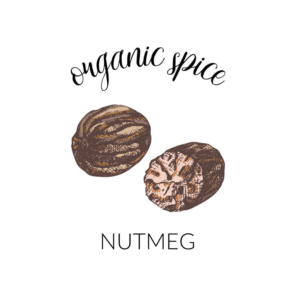 illustration with nutmeg. Hand drawn label isolated on white background. Banner for organic herbs and spices or logo concept. For package design. vector