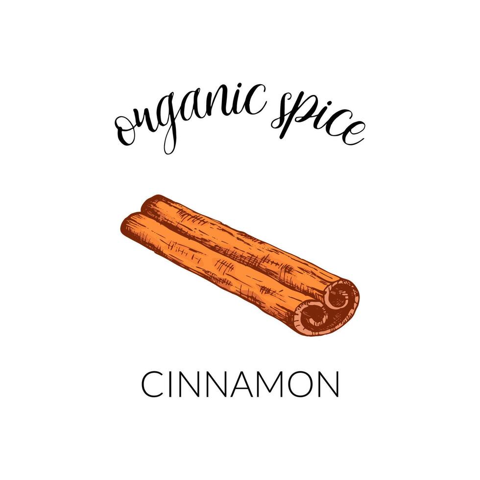 cinnamon stisker. Hand drawn label isolated on white background. Banner for organic herbs and spices or logo concept. For package design. vector