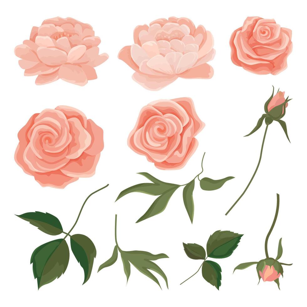 roses and peonies set of buds of gently pink, leaves, branches. Roses for bouquets and invitation cards vector