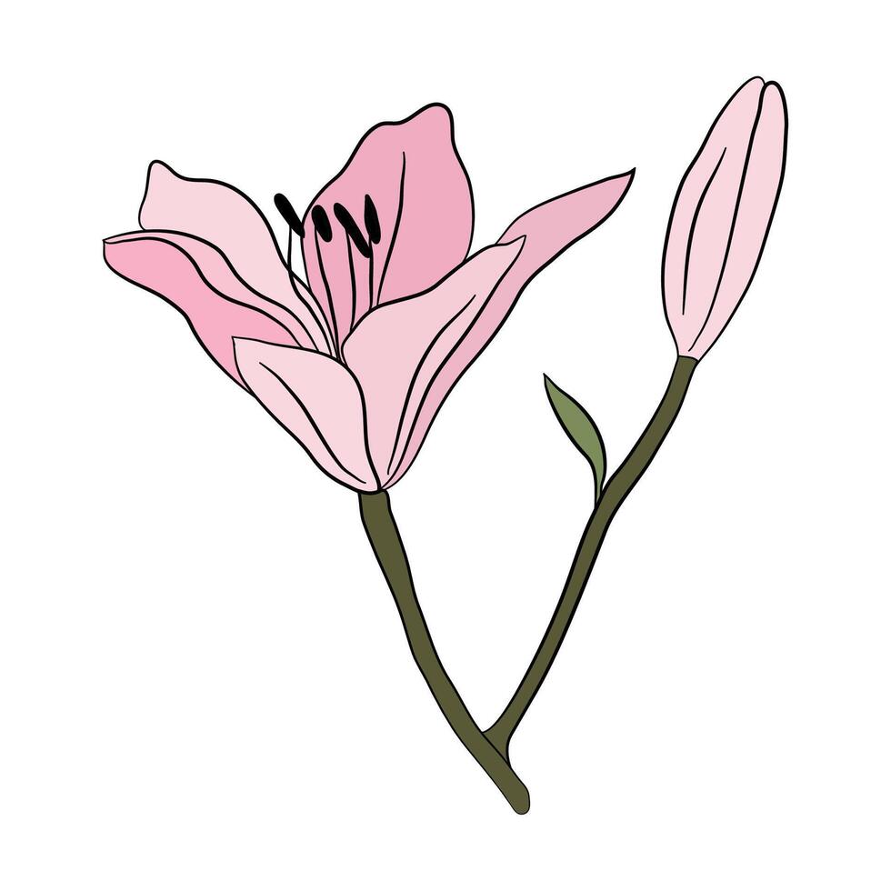 Lily pink big flower in bloom. Large lily bud for postcards, greetings and invitations vector