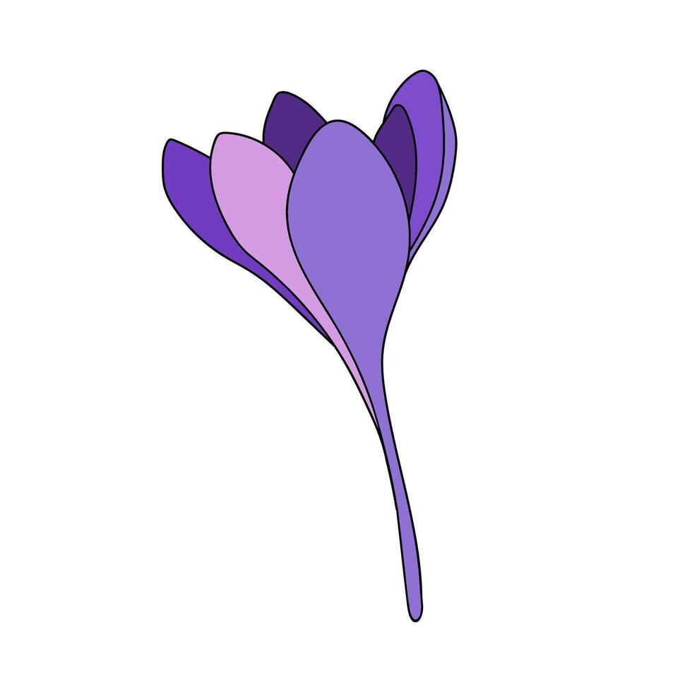 one crocus color single saffron flower linear drawing. Botanical illustration by line vector
