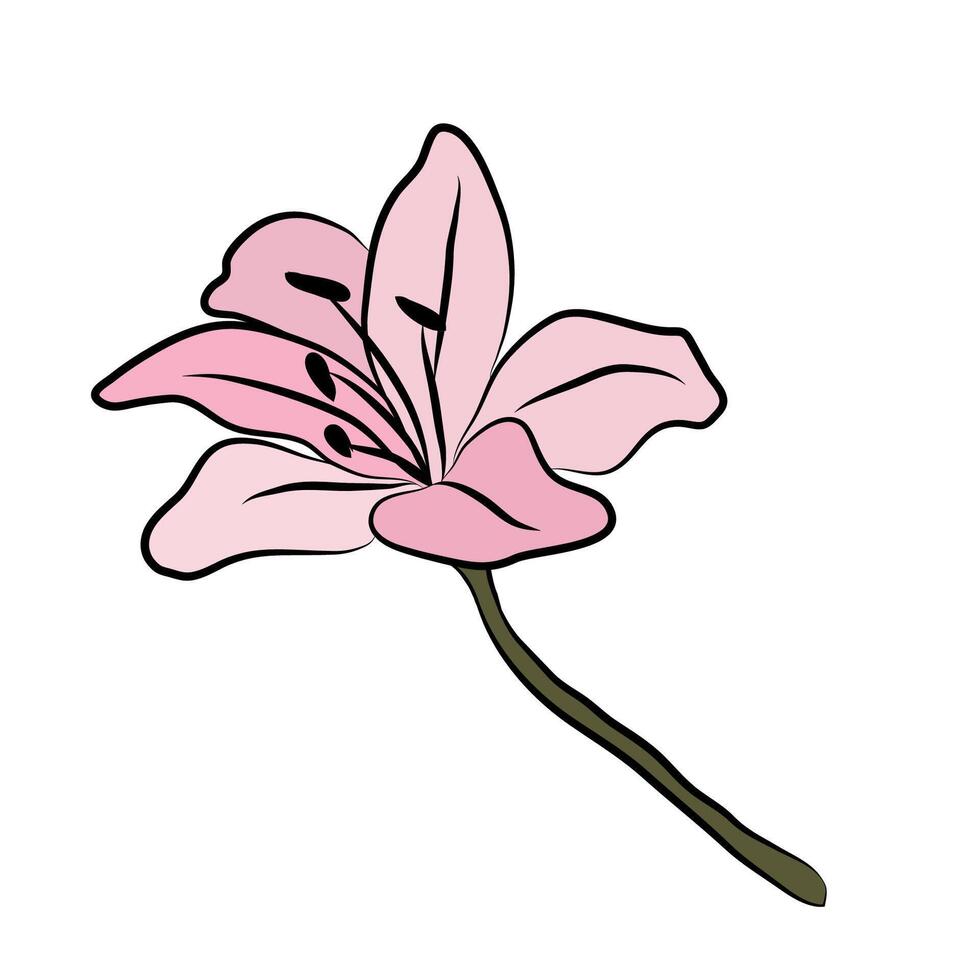 Lily big bud. Flower forest pink lily. For postcards and invitations vector