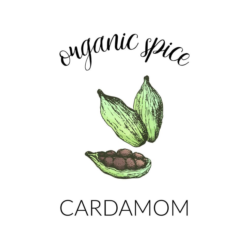 cardamom. Hand drawn label isolated on white background. Banner for herbs and spices or logo concept. For package design. vector