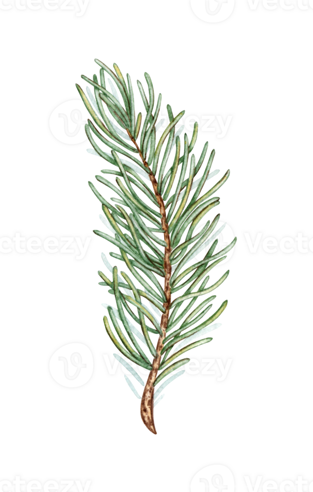 Fir branch with green needles watercolor illustration. Forest plants for winter and Christmas decor. Isolated from the background. Pine, fir, larch, juniper, thuja, larch, conifer. png